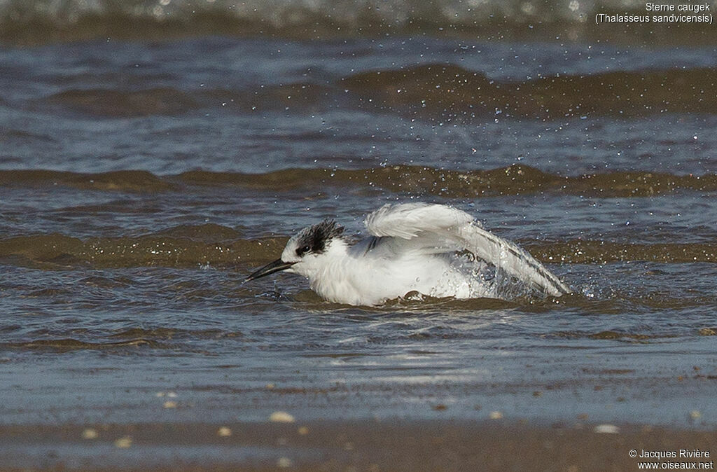 Sterne caugekadulte internuptial, identification