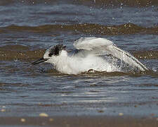 Sandwich Tern