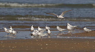 Sandwich Tern