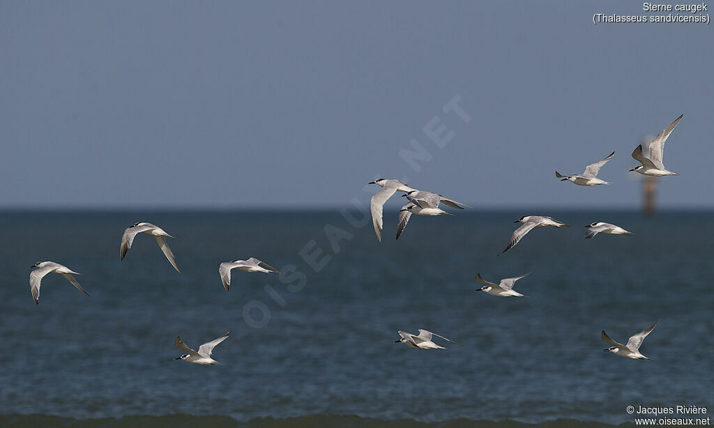 Sandwich Ternadult post breeding, Flight