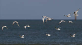 Sandwich Tern