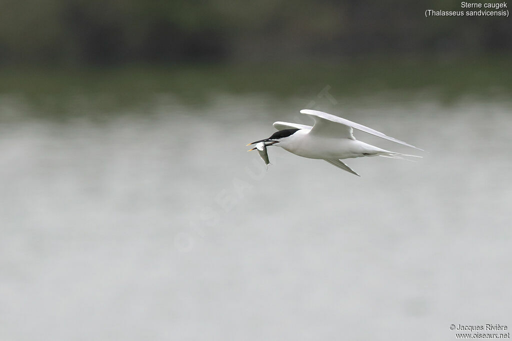 Sandwich Ternadult breeding, Flight, Reproduction-nesting