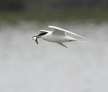 Sandwich Tern