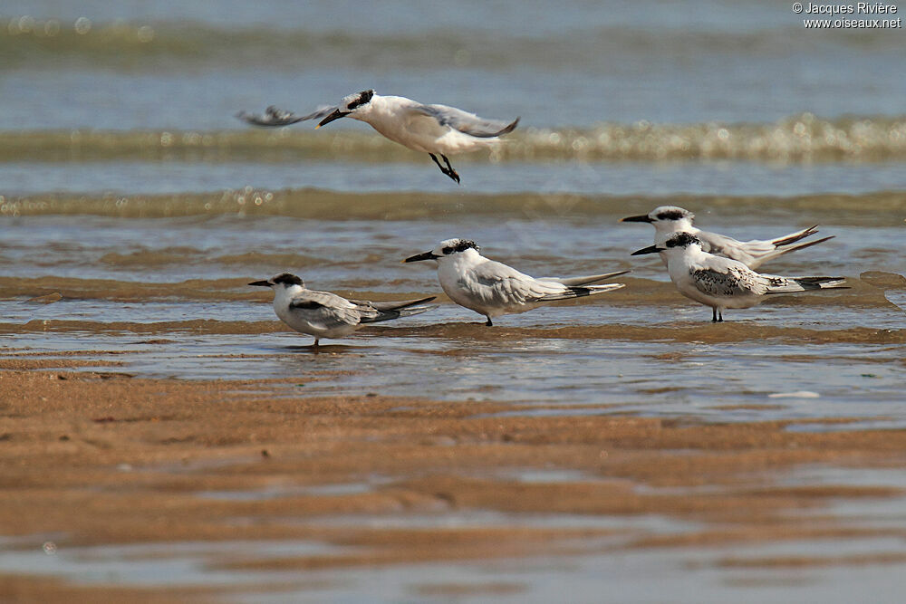 Sandwich Tern, Flight