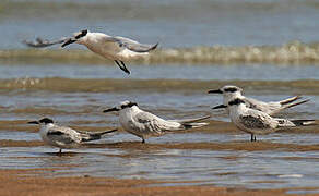 Sandwich Tern