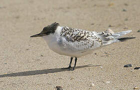 Sandwich Tern