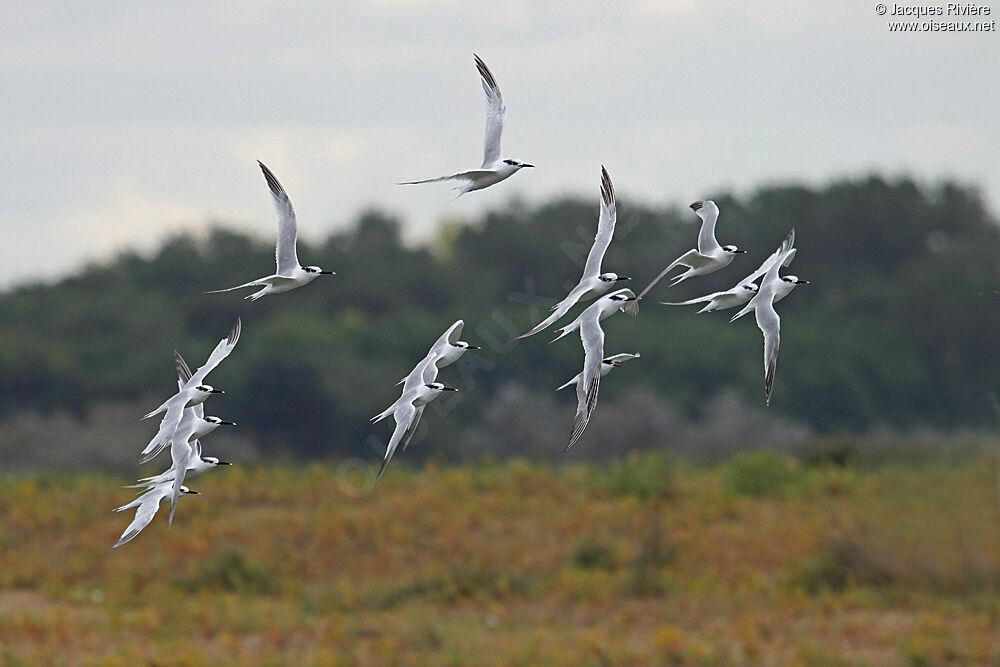 Sandwich Tern, Flight