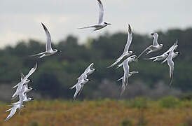 Sandwich Tern