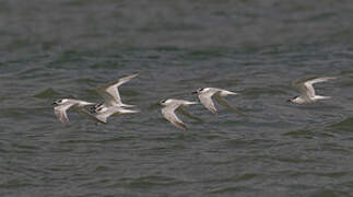 Sandwich Tern