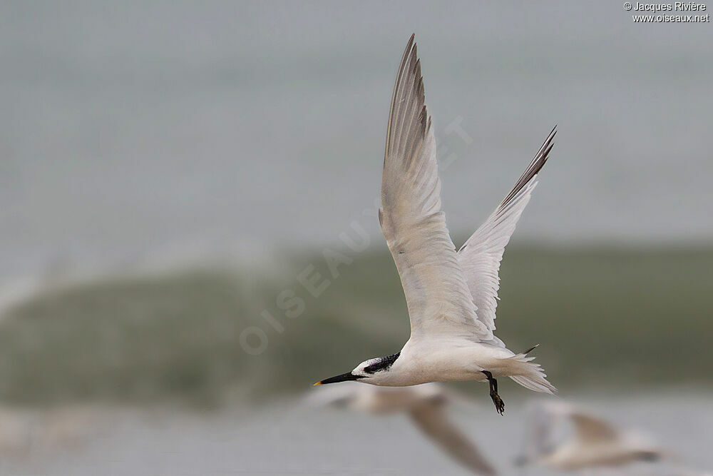 Sandwich Ternadult post breeding, Flight