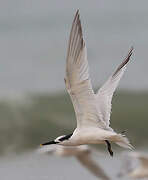 Sandwich Tern