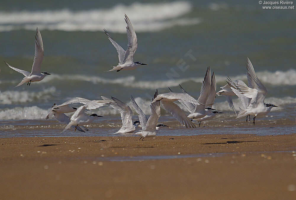 Sandwich Tern, Flight