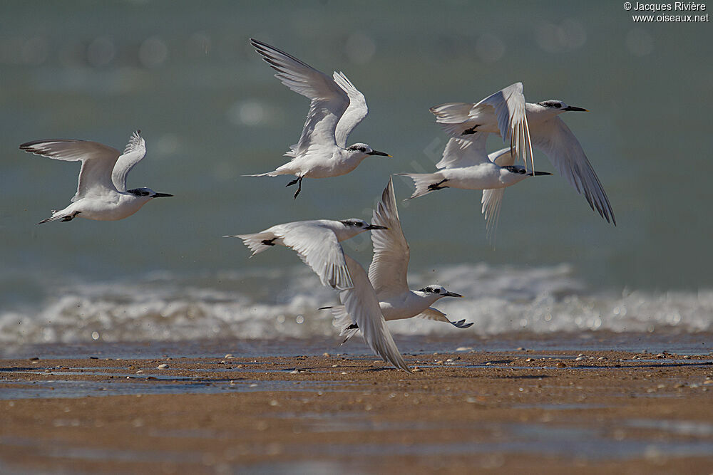 Sandwich Tern, Flight