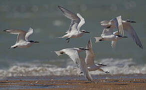 Sandwich Tern