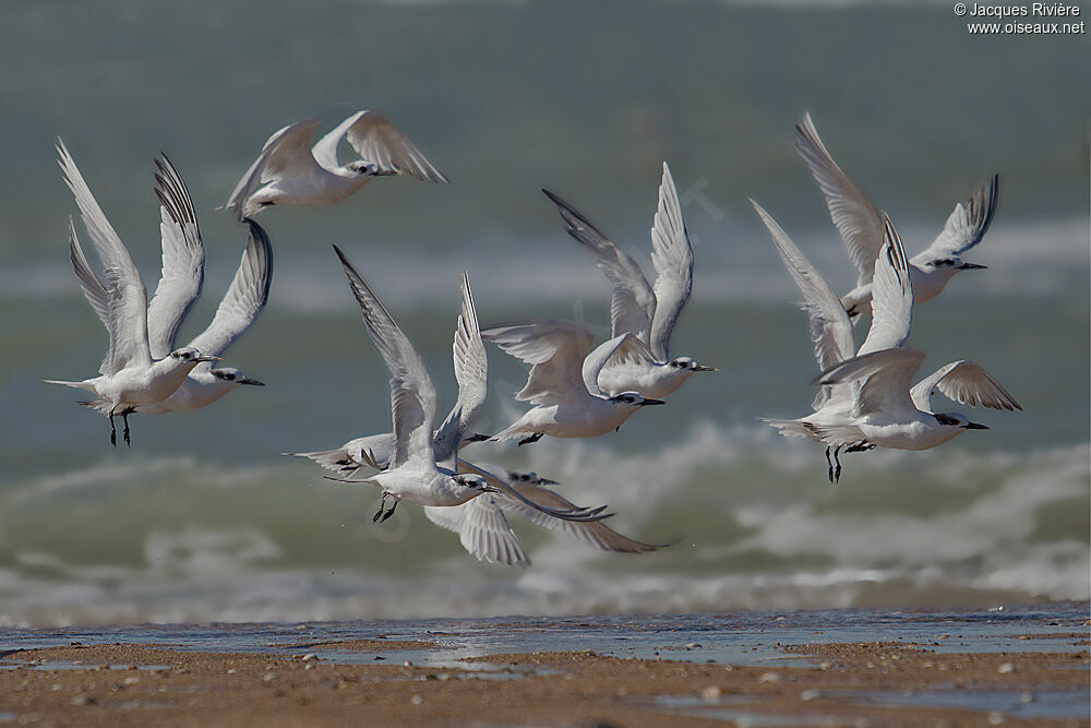 Sandwich Tern, Flight