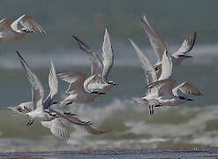 Sandwich Tern