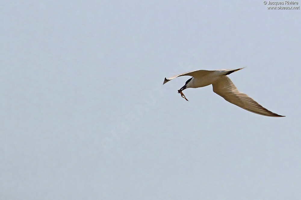 Gull-billed Ternadult breeding, Flight