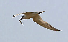 Gull-billed Tern