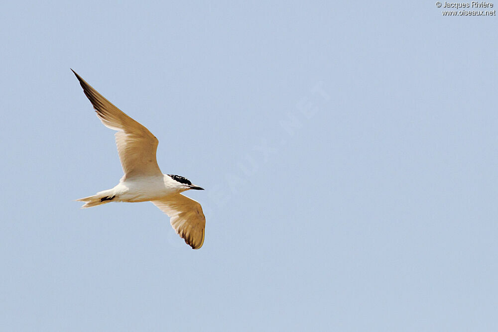 Gull-billed Ternadult breeding, Flight