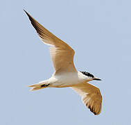 Gull-billed Tern