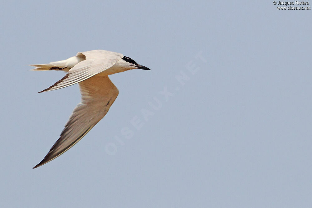 Gull-billed Ternadult breeding, Flight