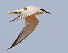 Gull-billed Tern