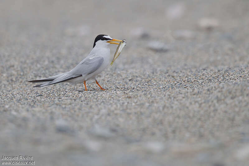 Little Tern male adult breeding, feeding habits, courting display