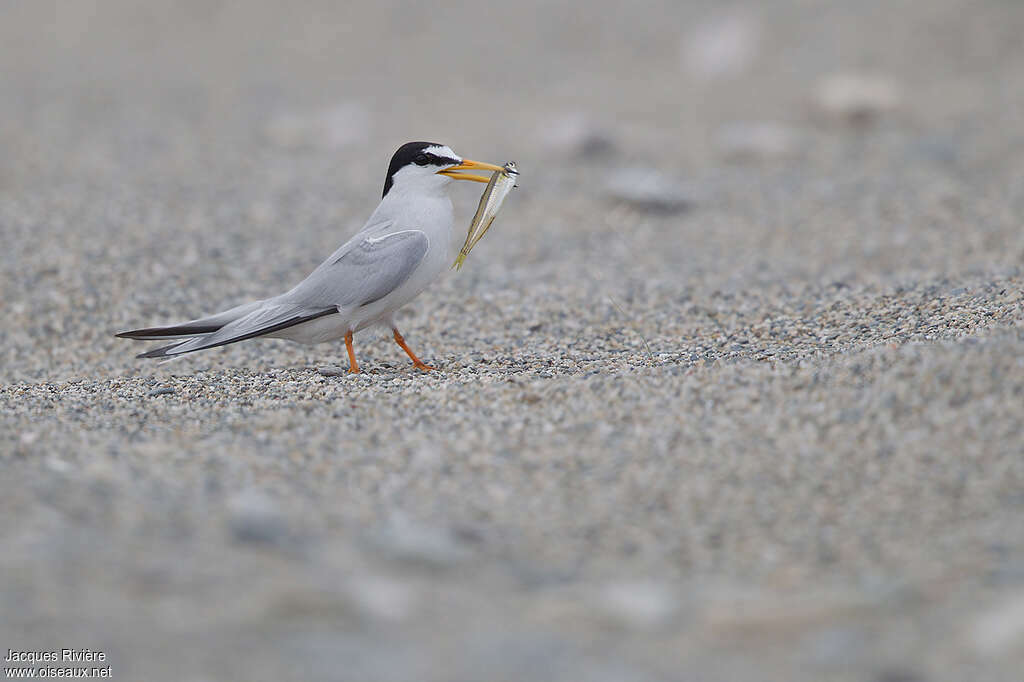 Little Tern male adult breeding, feeding habits, courting display