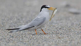 Little Tern