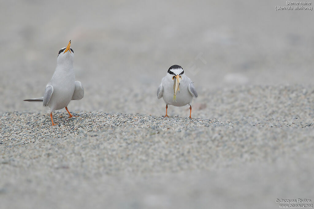 Little Ternadult breeding, courting display