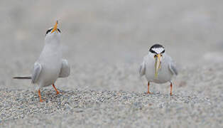 Little Tern