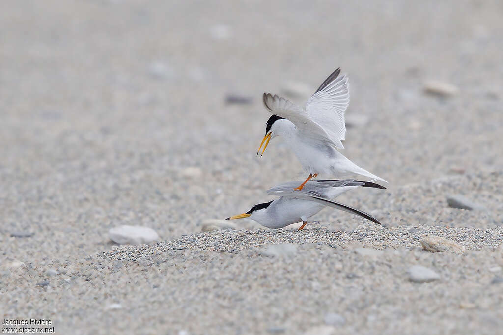 Little Ternadult breeding, mating.