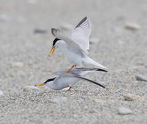 Little Tern