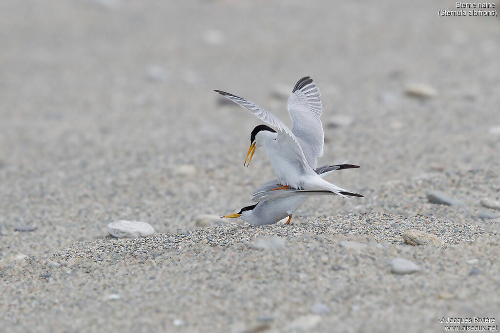 Little Ternadult, mating.