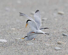 Little Tern