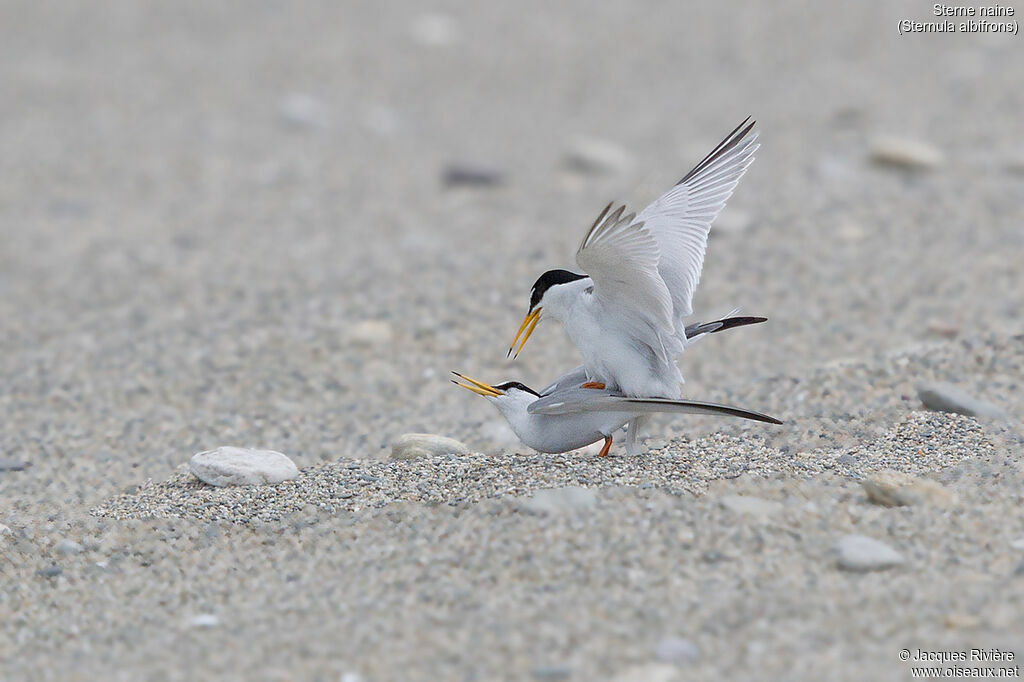 Little Ternadult breeding, mating.