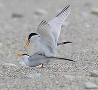 Little Tern