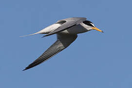 Little Tern