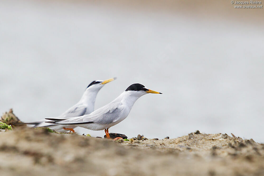 Little Tern , Behaviour