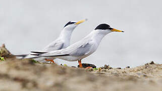 Little Tern