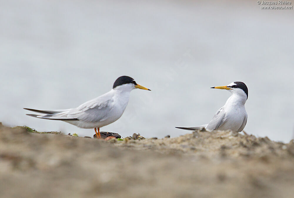 Little Tern adult breeding, Behaviour
