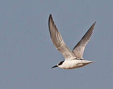 Little Tern