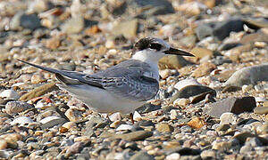 Little Tern