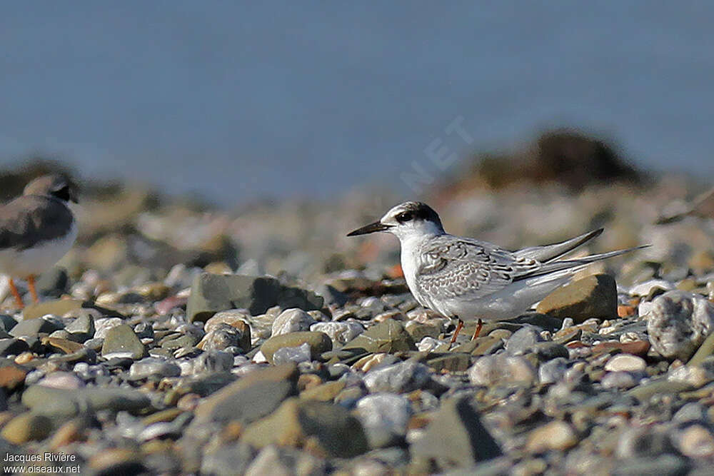 Little Ternjuvenile, identification