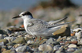 Little Tern