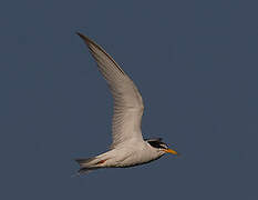 Little Tern