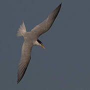 Little Tern