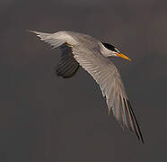 Little Tern