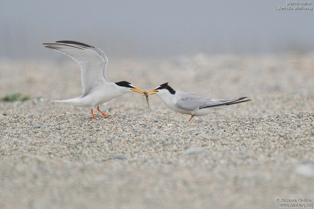 Little Ternadult breeding, courting display