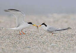 Little Tern